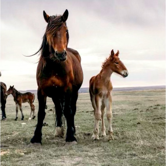 Meet your Posher, Brandy - Picture 1 of 1